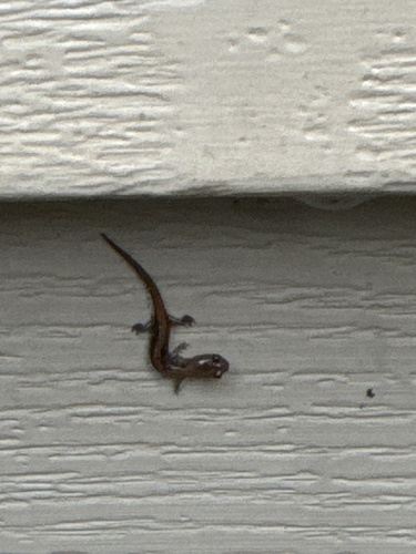 Eastern Red-backed Salamander