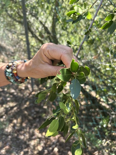 Mediterranean buckthorn