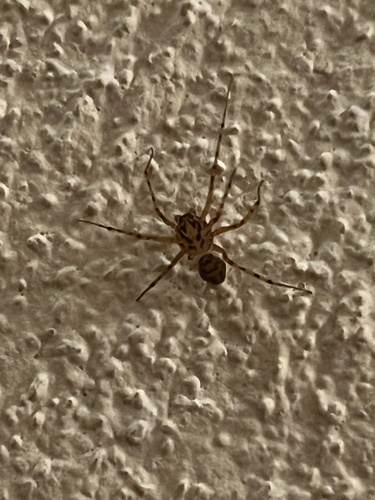 Common Spitting Spider