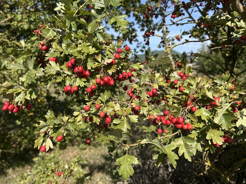 common hawthorn
