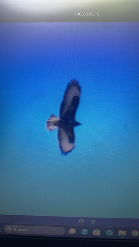 Common Buzzard