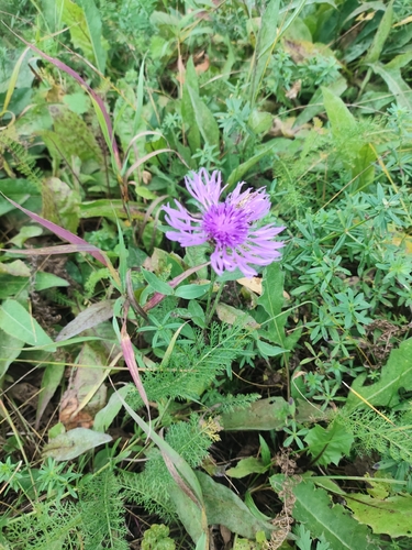 Brown Knapweed