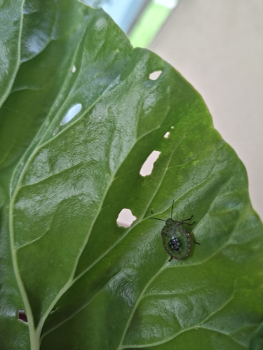 Southern Green Stink Bug