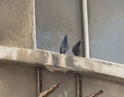 Rock Pigeon