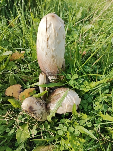 Shaggy Mane