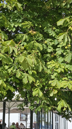 horse-chestnut