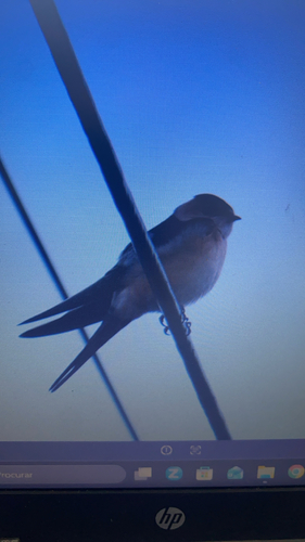 European Red-rumped Swallow