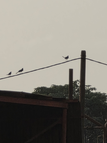 Long-tailed Glossy Starling