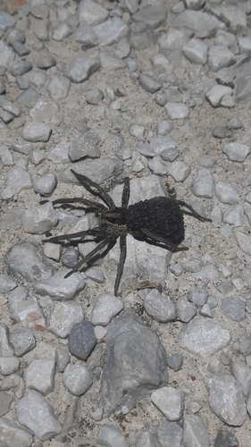 Radiated Wolf Spider
