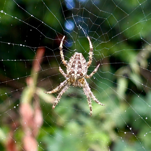Cross Orbweaver