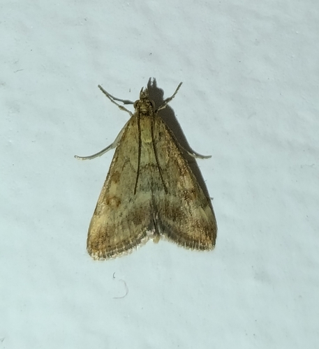 Straw-barred Pearl