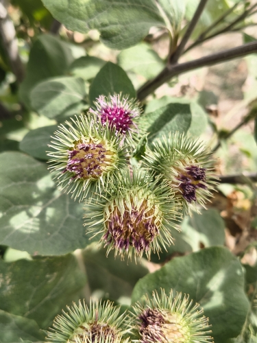 greater burdock