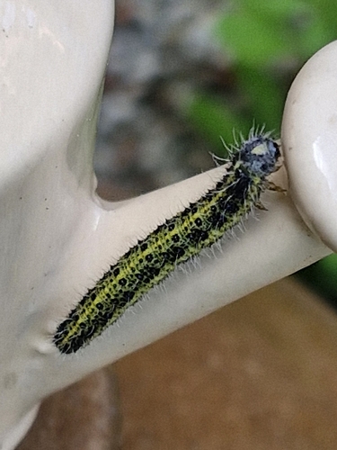 Large White