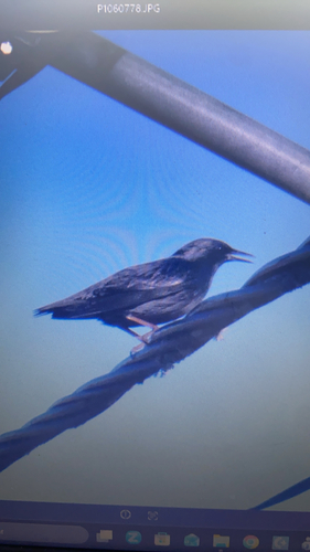 Spotless Starling