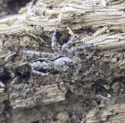 Tan Jumping Spider