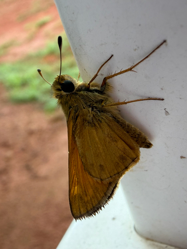 Huron Skipper