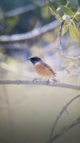 European Stonechat