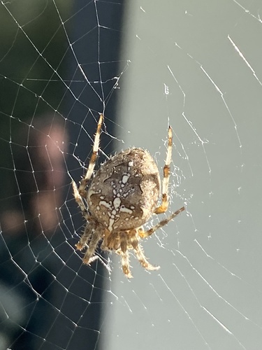 Cross Orbweaver