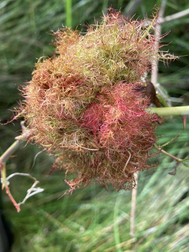 Mossy Rose Gall Wasp