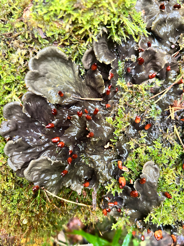scaly pelt lichen