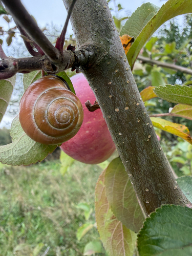 Brown-lipped Snail