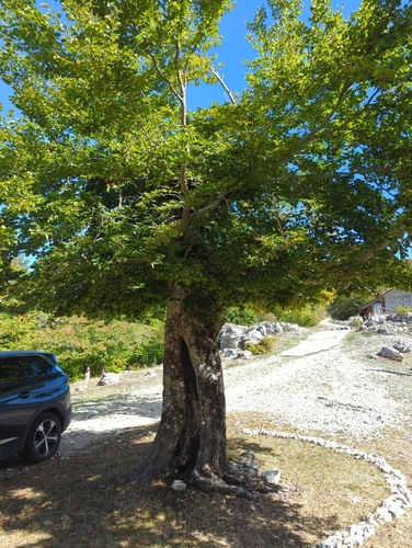 European beech