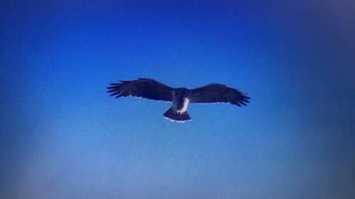 Short-toed Snake-Eagle