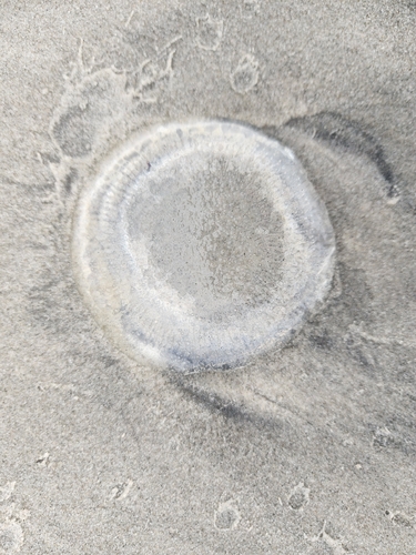 Lined Water Jelly