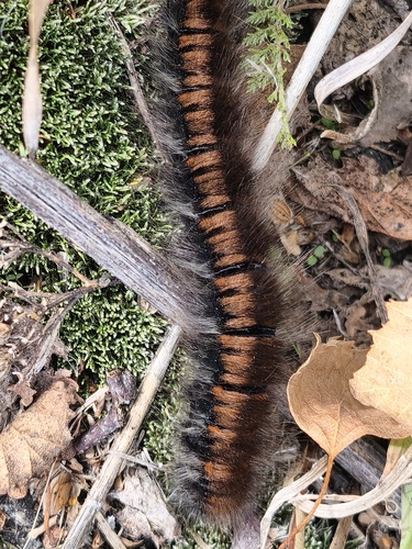 Fox Moth
