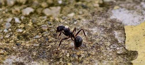 Cocoa Black Ant