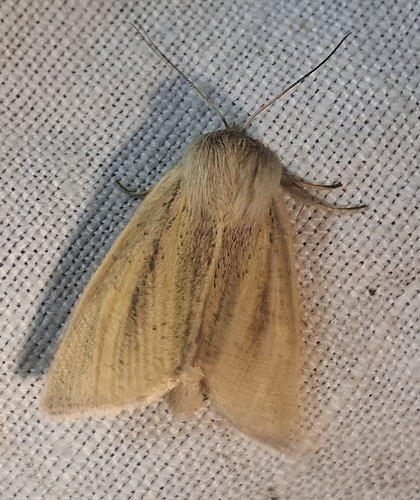 Blair's Wainscot