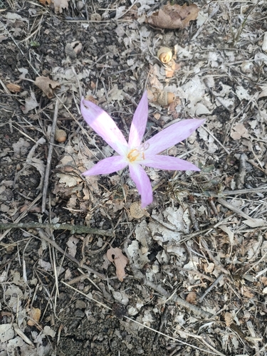 Portuguese colchicum