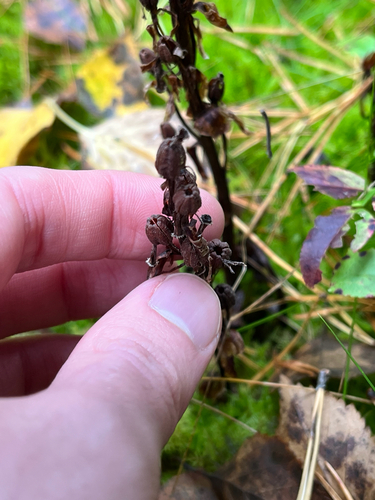 pinesap
