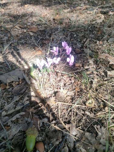 Ivy-leaved cyclamen
