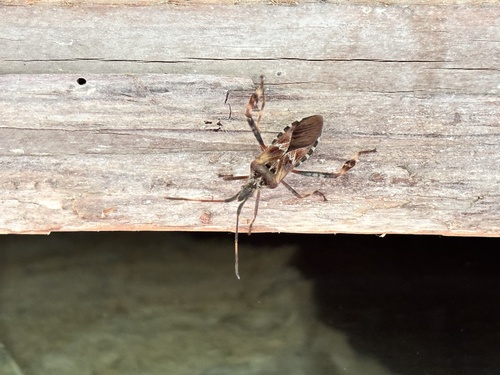 Western Conifer Seed Bug