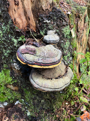 Red-banded Polypore
