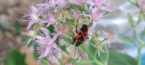European Firebug