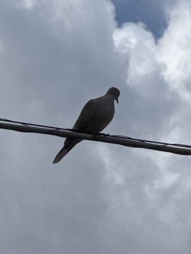 Eurasian Collared-Dove