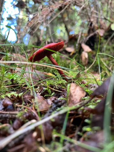 bloodred webcap