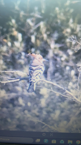 Common Hoopoe