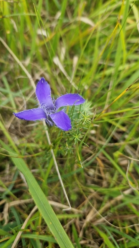 Fringe-flowered Gentian
