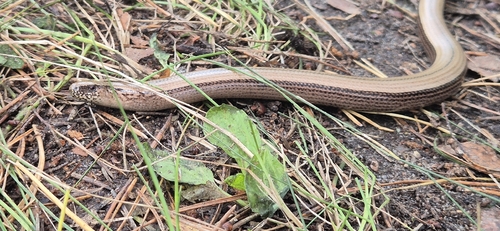 Common Slowworm