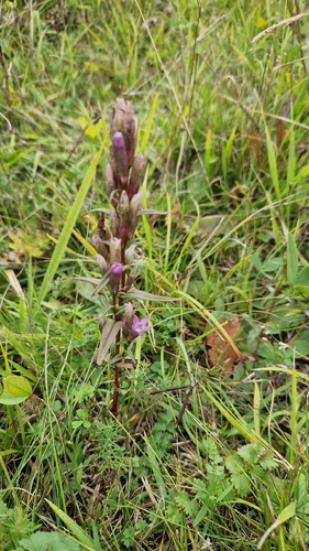 autumn gentian