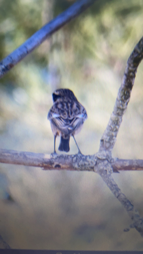 European Stonechat