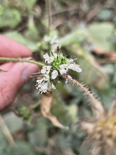 small teasel