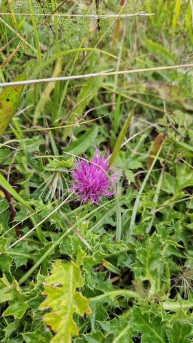 Stemless Thistle
