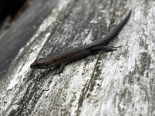 Viviparous Lizard