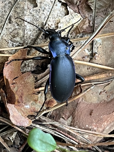 Violet ground beetle