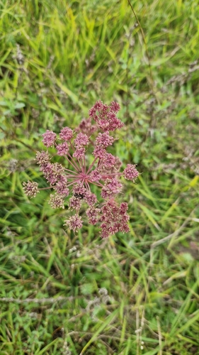 annual cicely