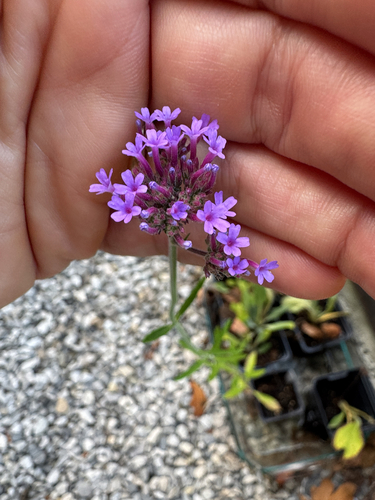 purpletop vervain